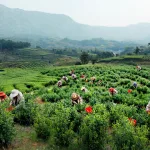 我国成功试验可重复使用商业航天火箭发动机