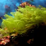 在中国的一家汽车厂，仿人机器人以团队形式工作。